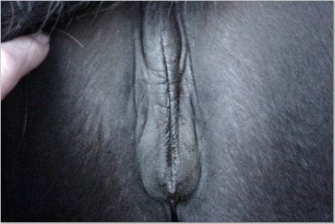  the anthro mare looks to me like a horse vagina with a large clitoris